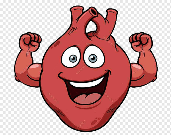 Человеческое сердце настоящее