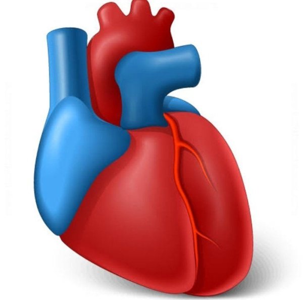 Сердце человека для детей