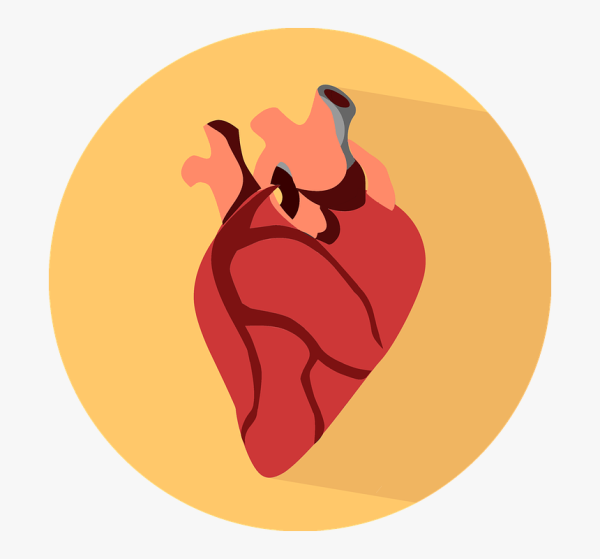 Человеческое сердце на прозрачном фоне