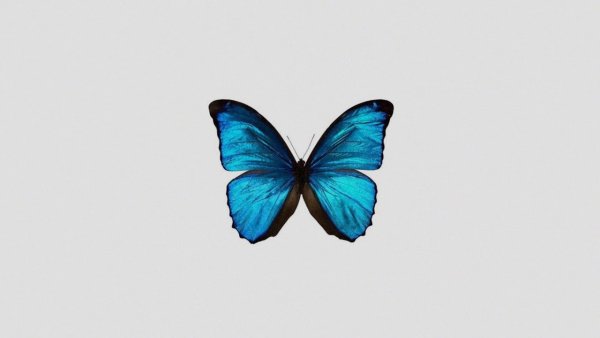 Наклейки голубые бабочки