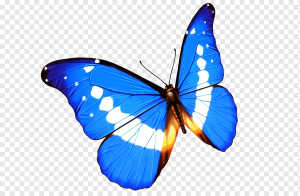 Яркие синие бабочки на белом фоне