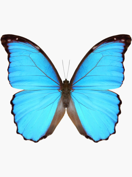 Стикеры "бабочки"