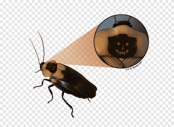 Тараканы в голове