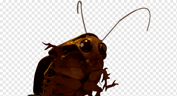 Тараканы арты