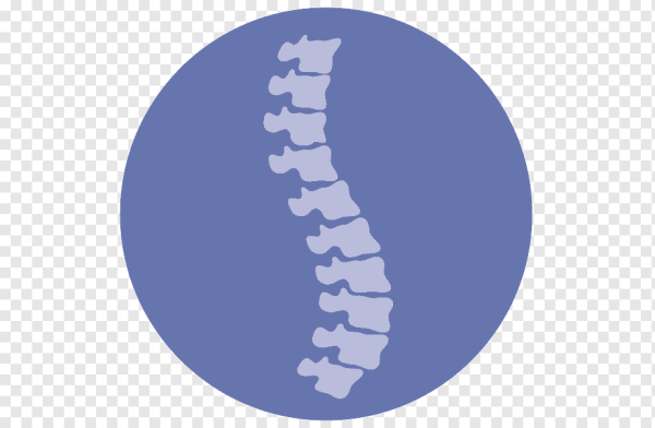 Позвоночник без фона