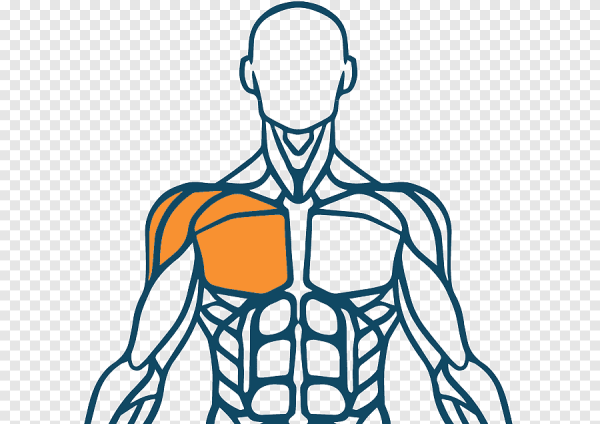 Спина для фотошопа