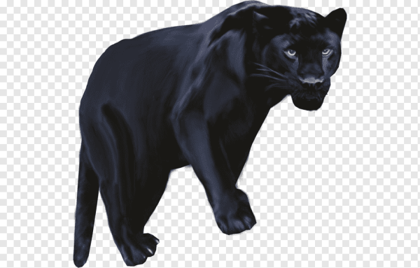 Пума черная на белом фоне