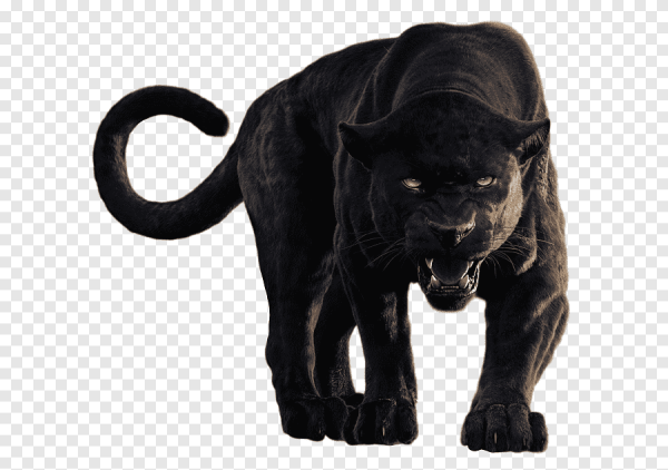 Пантера на белом фоне