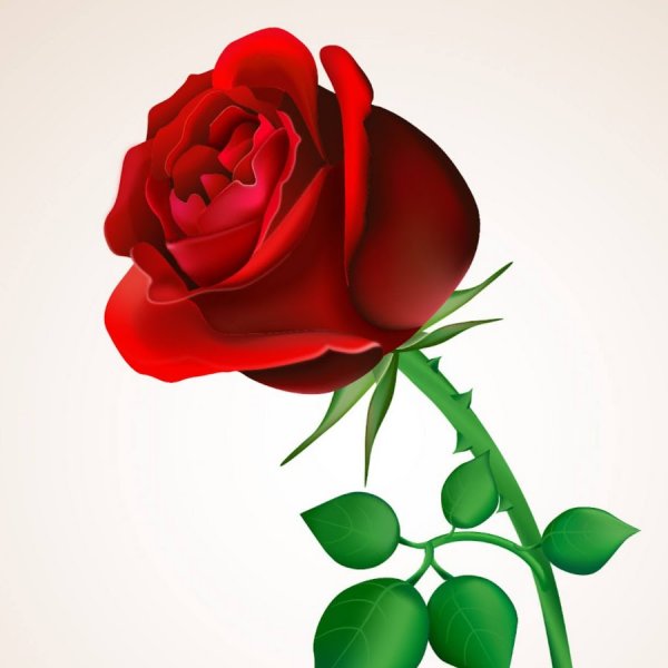 Розы Стикеры для ватсапа