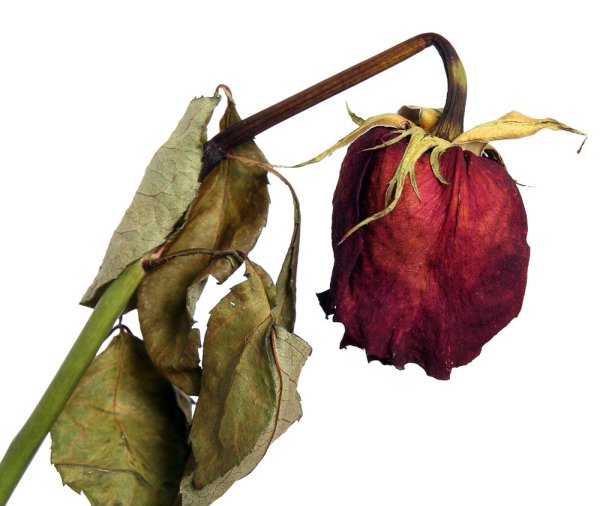 Увядший цветок