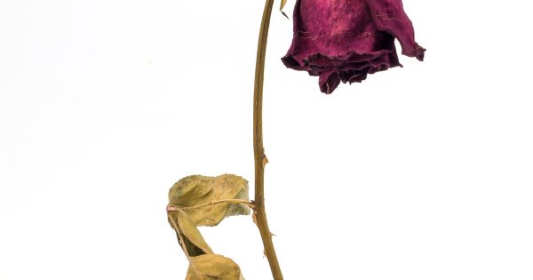 Увядший цветок
