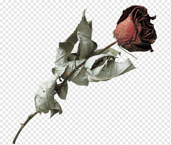 Роза завяла