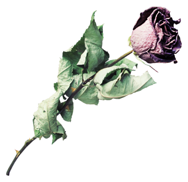 Увядшие цветы на прозрачном фоне