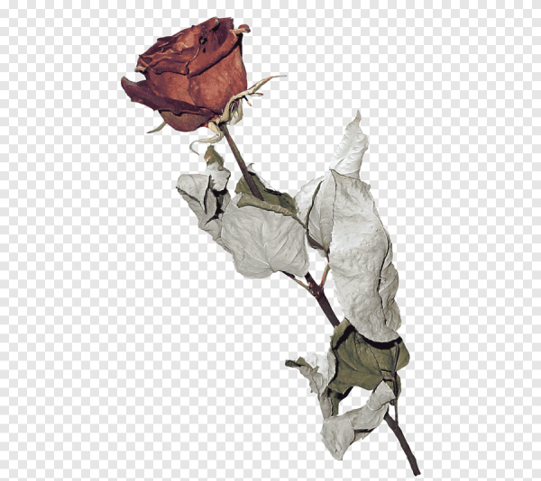 Завявшие розы