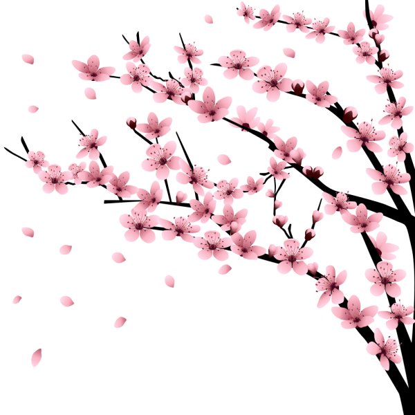 Россыпь цветов Сакуры