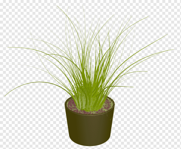 Трава в горшке без фона