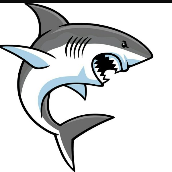 Акула в профиль рисунок