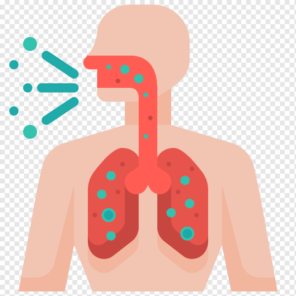 Дыхательная система диафрагма