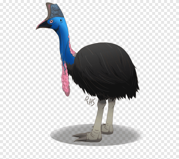 Эму без фона