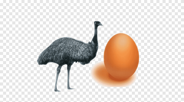 Яйцо обыкновенного страуса