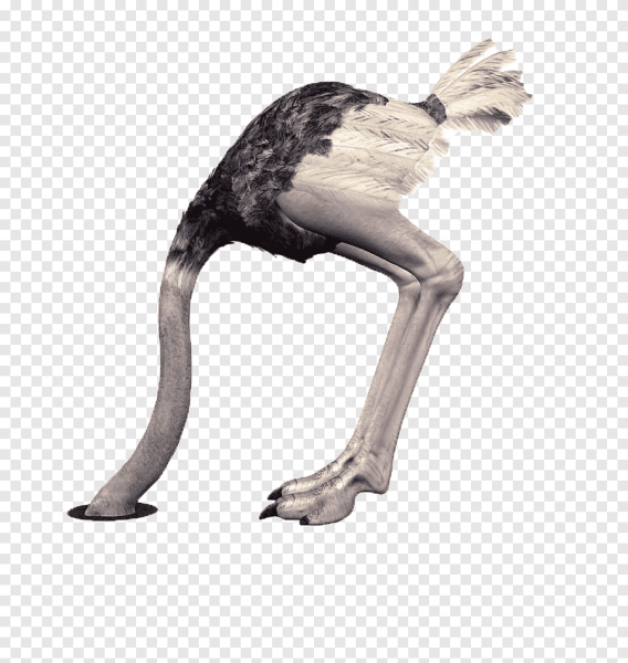 Эффект страуса