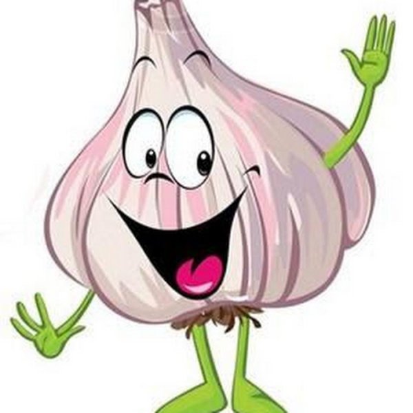 Лук репчатый Чиполлино