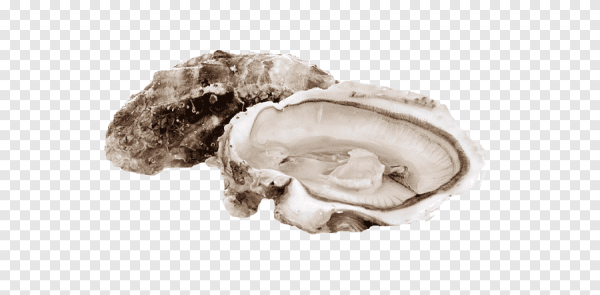 Устрицы на белом фоне