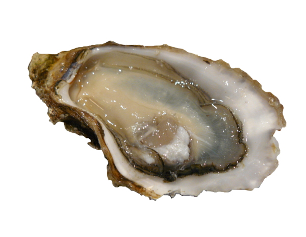 Устрицы белый жемчуг №1