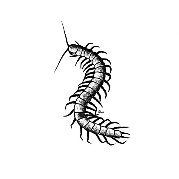 Сколопендра пирокинезис