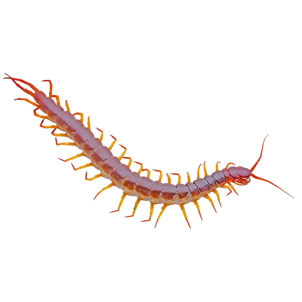 Многоножка Илакме