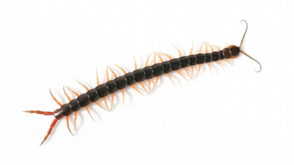 Scolopendra subspinipes japonica