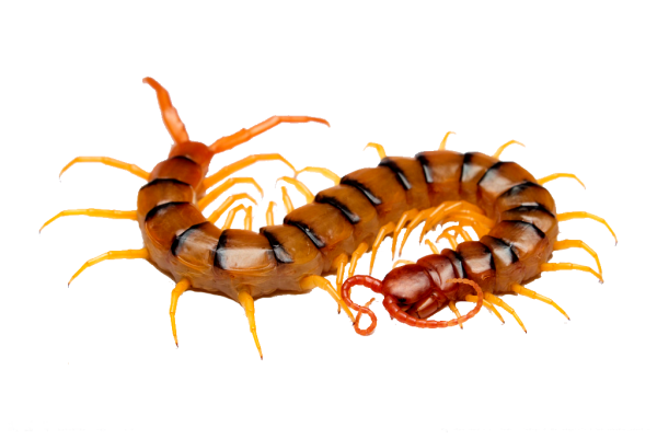 Прозрачная сороконожка