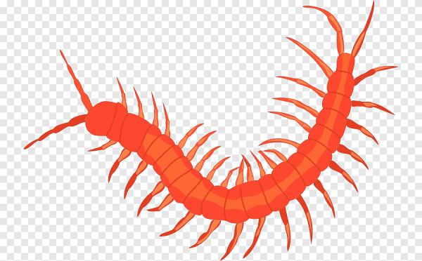 Сколопендра на белом фоне