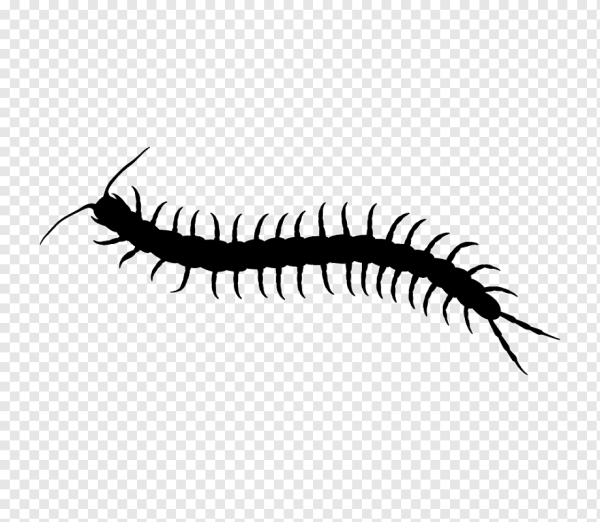 Сколопендра пирокинезис