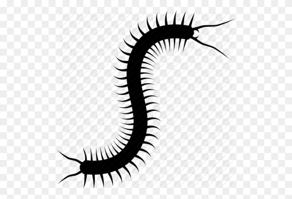 Сколопендра на прозрачном фоне