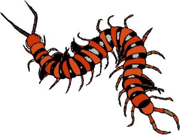 Сколопендра рисунок для детей