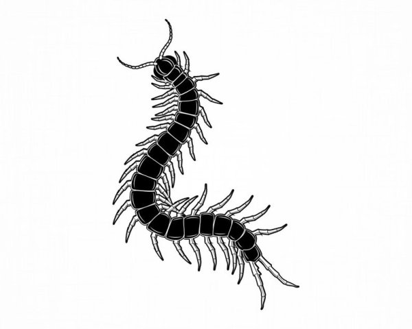 Сколопендра пирокинезис