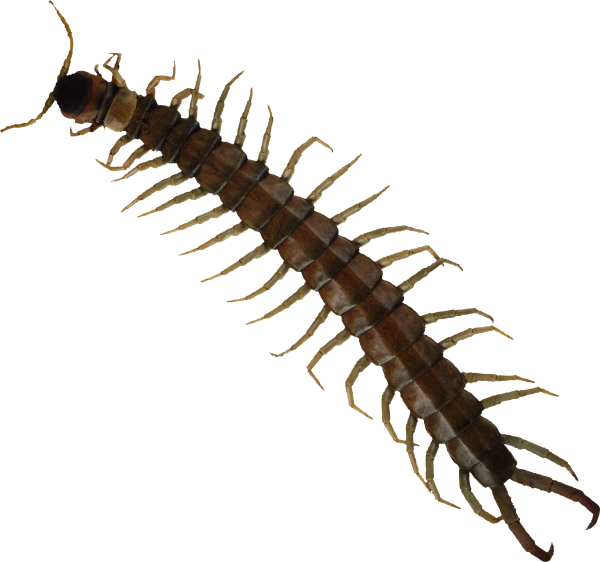 Морская многоножка