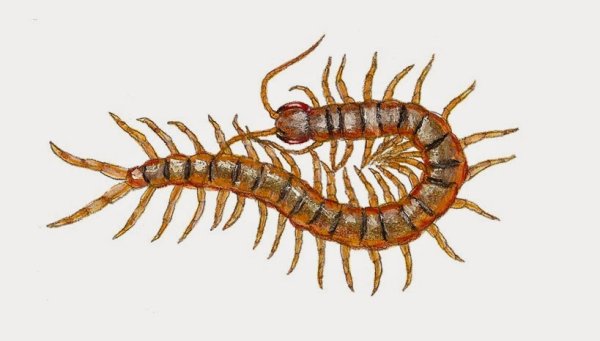 Сколопендра на прозрачном фоне