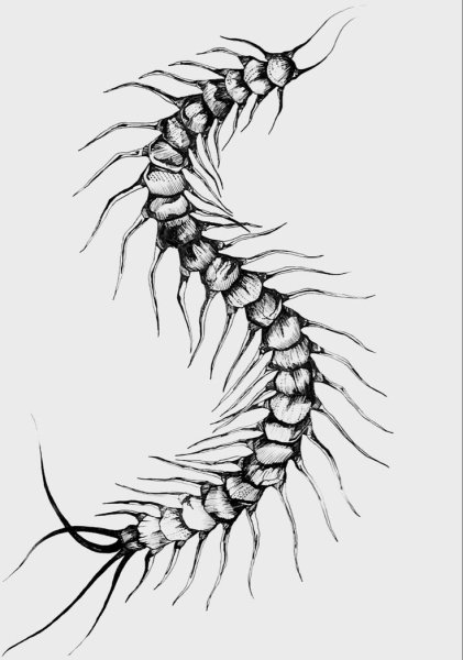 Сколопендра эскиз