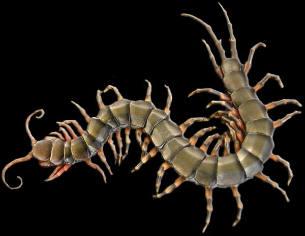 Сколопендра круг