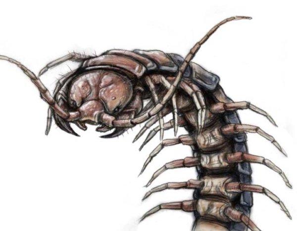 Сколопендра Дрейн