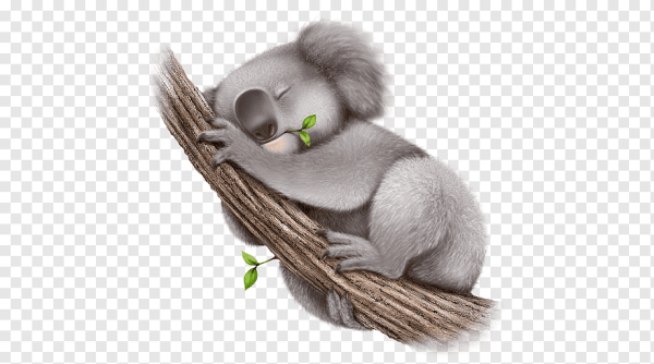 Коала вектор