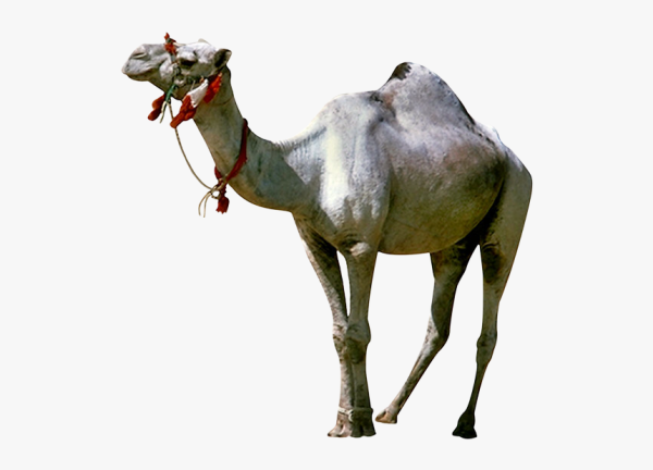 Верблюд на прозрачном фоне