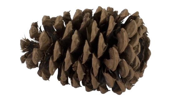 Шишки хмеля вектор