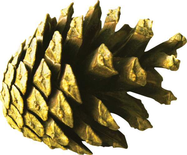 Шишка на белом фоне