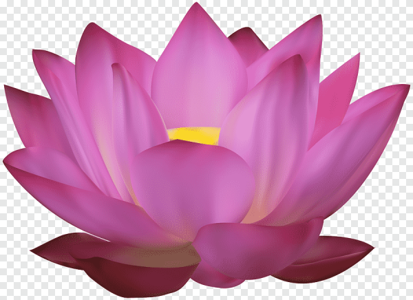 Лотос священный розовый Nelumbo nucifera