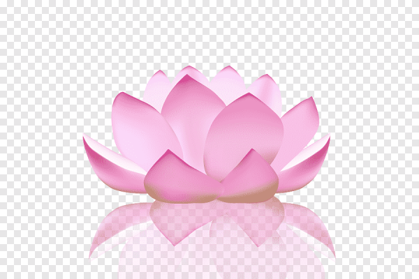 Цветок лотоса без фона
