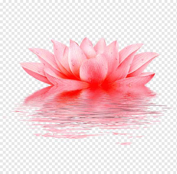 Водяные цветы без заднего фона