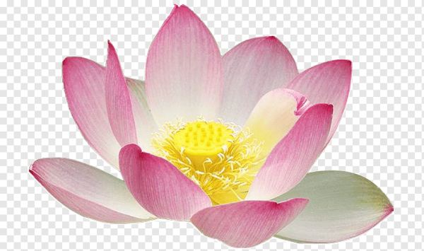 Лотос Комарова на белом фоне